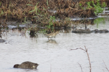 Wildlife sightings for 24th September 2021